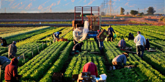 DEDAŞ’tan çiftçilere tebligat: Borç ödenmezse kesintiye gidilecek