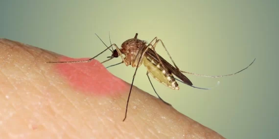 Sivrisinek istilası nedeniyle dünyada ölümler artıyor!