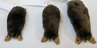 kostebek-samsun-aa-2084776