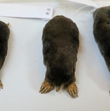 kostebek-samsun-aa-2084776