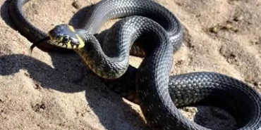 sahiller-engerek-yilaniyla-doldu-uzmanlardan-uyari-geldi-onlari-yalniz-birakin-rahatsiz-etmeyin