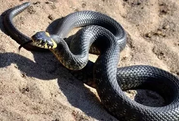 sahiller-engerek-yilaniyla-doldu-uzmanlardan-uyari-geldi-onlari-yalniz-birakin-rahatsiz-etmeyin