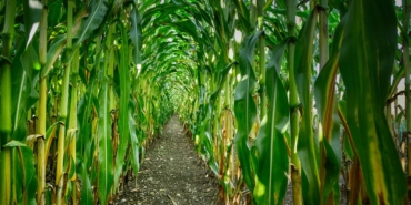 corn-4439851_1280 (1)