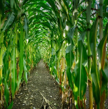 corn-4439851_1280 (1)