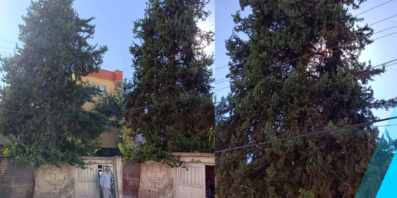 Elektrik telleri tehlike saçıyor. Belediye DEDAŞ’a, DEDAŞ Belediyeye topu atıyor.