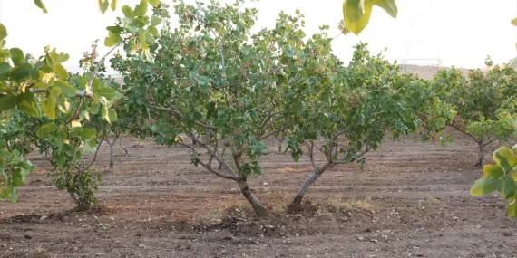 Siirt fıstığını kuraklık vurdu Siirt fıstığını kuraklık vurdu