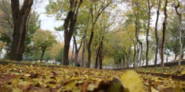 Rengarenk Ağaç Yaprakları Görsel 2