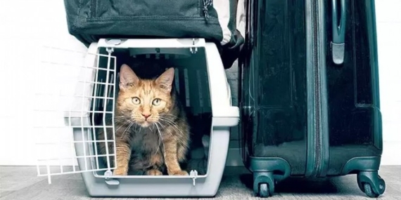 Hayvan nakillerine ilişkin düzenleme ertelendi