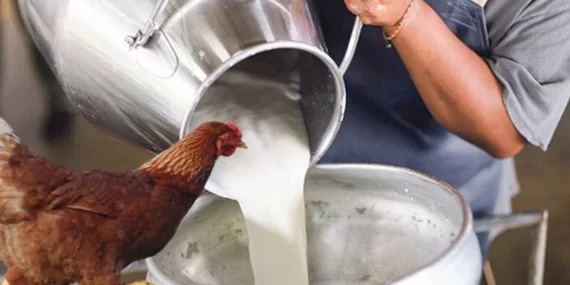 Süt üretimi arttı, tavuk eti azaldı