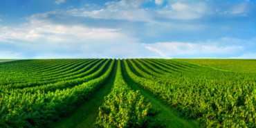 shutterstock_1151815364