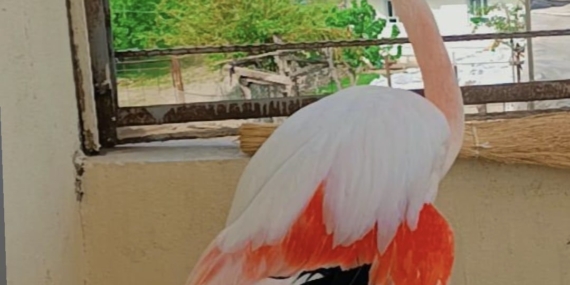 Batman’da flamingo görüldü!
