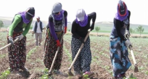 Mevsimlik tarım işçileri ile ailelerinin çalışma ve yaşam koşullarını düzenleyen cumhurbaşkanlığı genelgesi Resmi Gazete'de yayımlandı.mevsi,