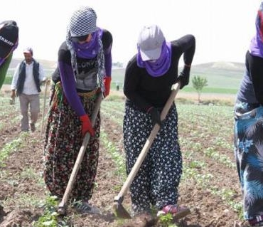 Mevsimlik tarım işçileri ile ailelerinin çalışma ve yaşam koşullarını düzenleyen cumhurbaşkanlığı genelgesi Resmi Gazete'de yayımlandı.mevsi,