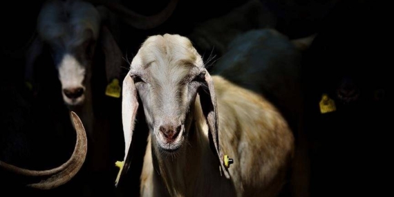 Kurban kesim bedeli açıklandı