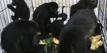 Mexico Heat Wave Monkey Deaths