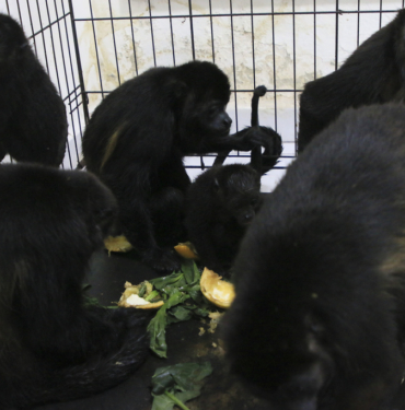 Mexico Heat Wave Monkey Deaths