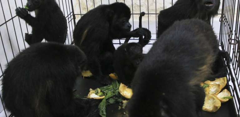 Mexico Heat Wave Monkey Deaths