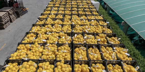 Yasaklı madde tespit edilen limonlarla ilgili soruşturma