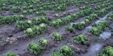 WhatsApp Image 2024-05-10 at 13.42.51