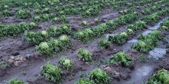 Dolu yağışı tarım arazilerine büyük zarar verdi!