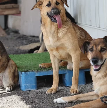 köpekler