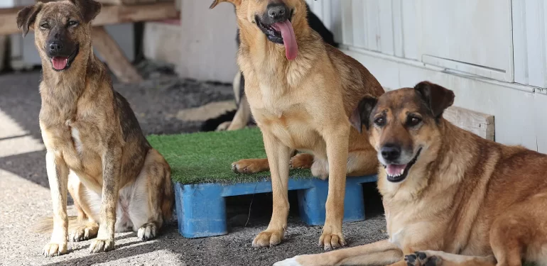 köpekler
