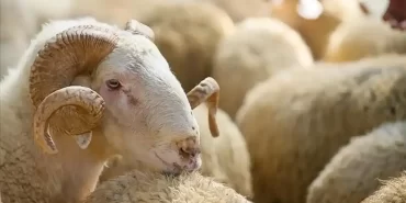 kurban-bayarim-kapakkekekeke