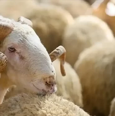 kurban-bayarim-kapakkekekeke