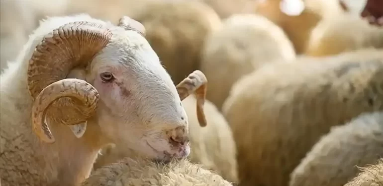 kurban-bayarim-kapakkekekeke