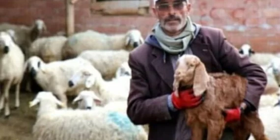 Seçimi kaybeden çoban muhtar adayı, bu kez de dolandırıldı