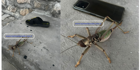 Batman’da telefon büyüklüğünde çekirge!