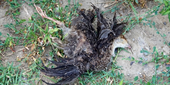 Dicle nehrinde toplu hayvan ölümleri yaşanıyor