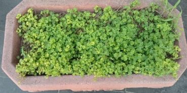 batman-belediyesi-20240627102555-5653