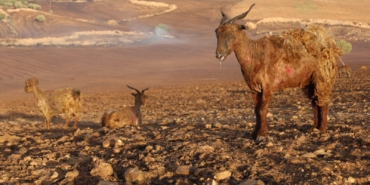 yangın kooyun sembol foto