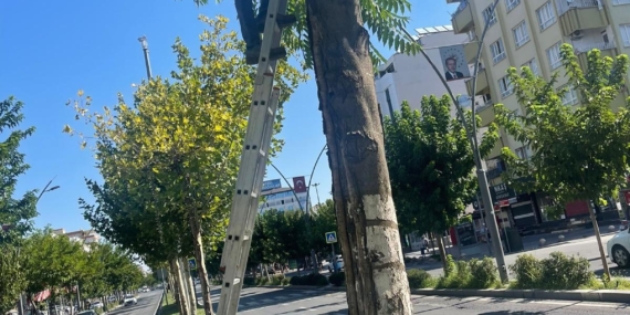 Ağaçlara zarar veren kablolar toplandı