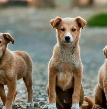 sokak köpekleri