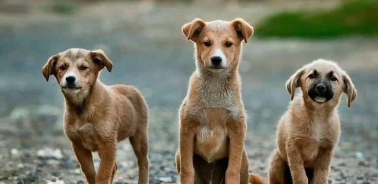 sokak köpekleri