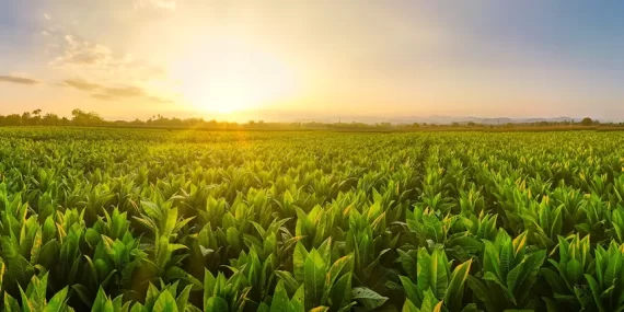 Tütün sektörü 6 ayda 451 milyon dolar ihracat gerçekleştirdi