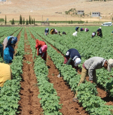 mevsimlik işçiler2