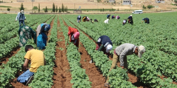 Adeta ‘kölelik şartları’: mevsimlik işçiler yine yollarda!