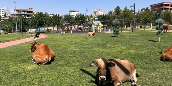 Batman’ın en gözde bölgesinde inekler otlanıyor!