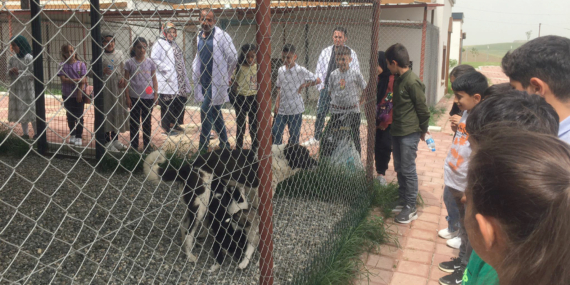 Batman Belediyesi’nden sokak hayvanlarına yönelik örnek çalışma