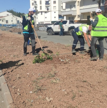 Park ve Bahçelerde Ağaçlandırma ve Çimlendirme (2)