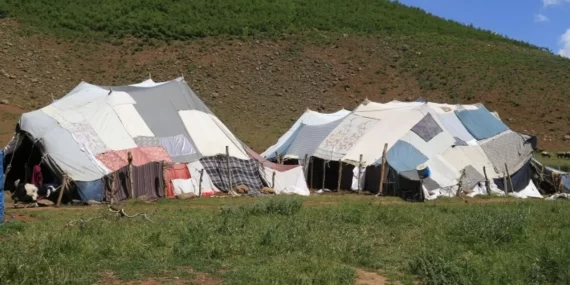 Siirt’te koçer ve çobanlara gözaltı Siirt’te koçer ve çobanlara gözaltı