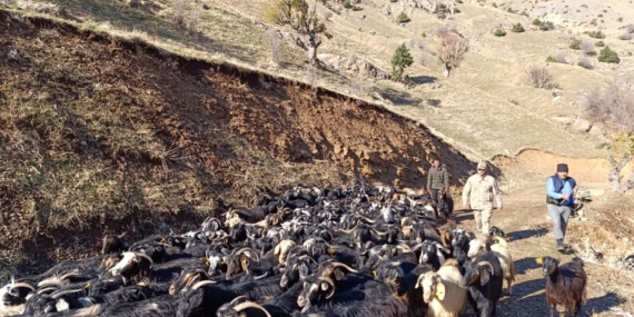 Kayıp keçiler operasyonu! 150 keçi 30 kilometre uzaklıkta bulundu