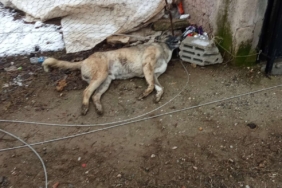 WhatsApp Image 2024-12-17 at 12.53.48