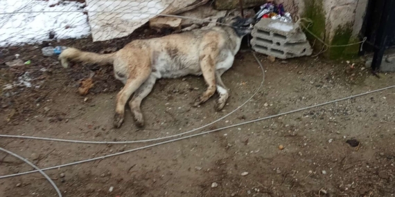 Bismil’de kopan elektrik teli 4 gündür tehlike saçıyor
