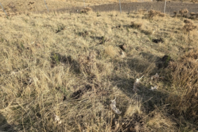 Ekran görüntüsü 2025-01-09 122236