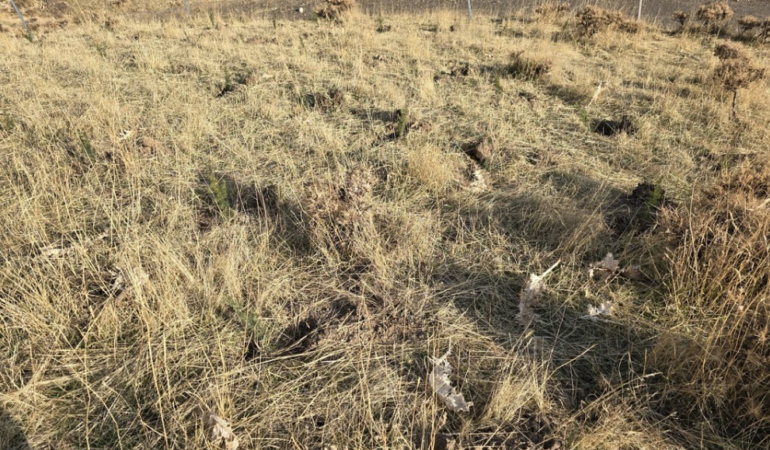 Ekran görüntüsü 2025-01-09 122236