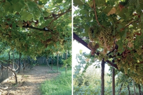 WhatsApp Image 2025-01-07 at 07.51.22